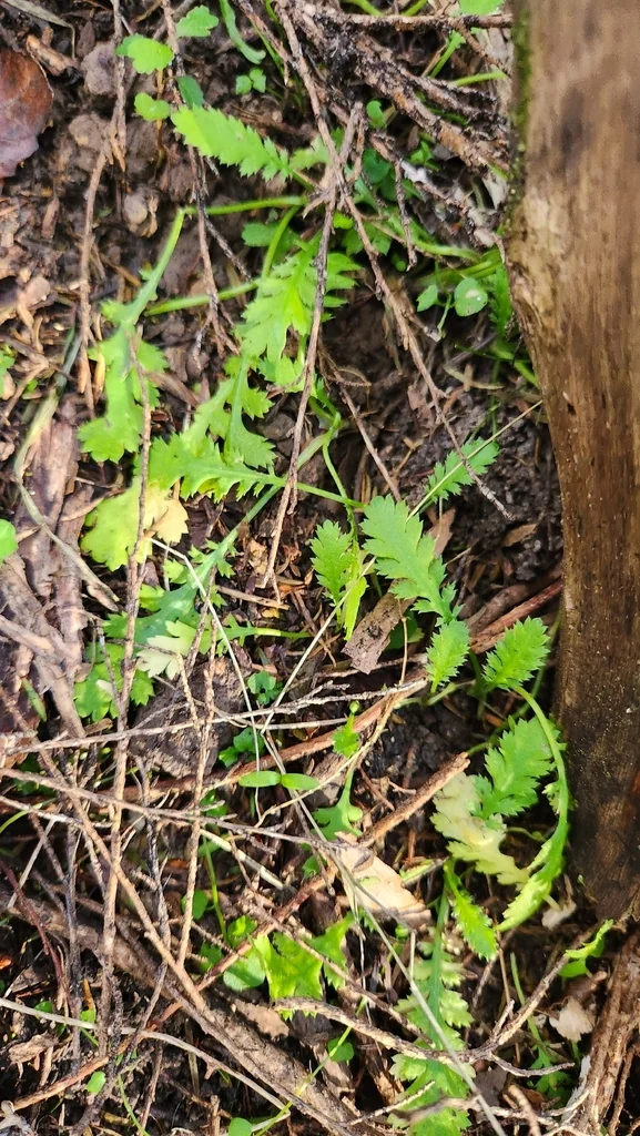 Leptinella Squalida