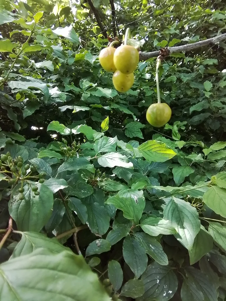 Prunus Cerasifera