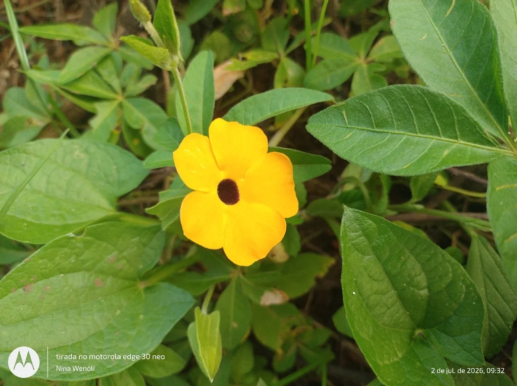 Thunbergia Alata