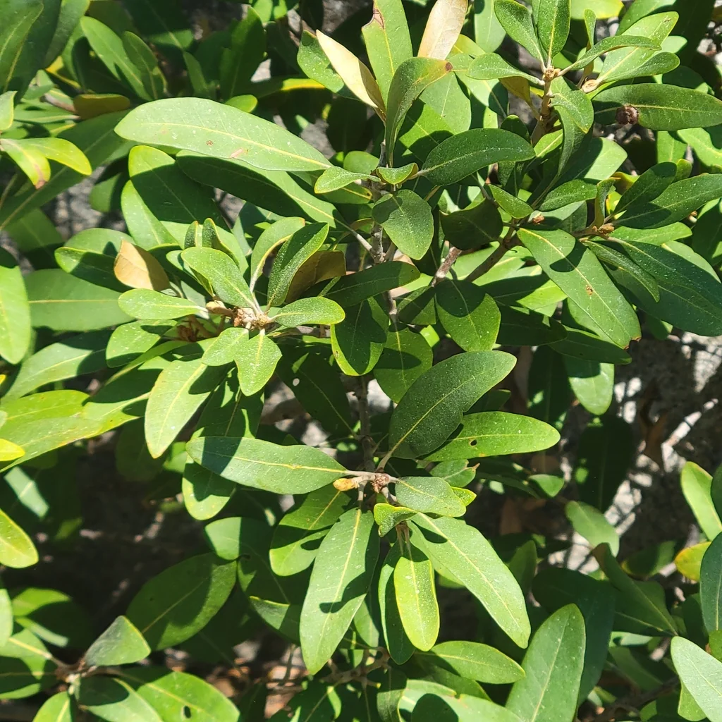 Chrysolepis Sempervirens