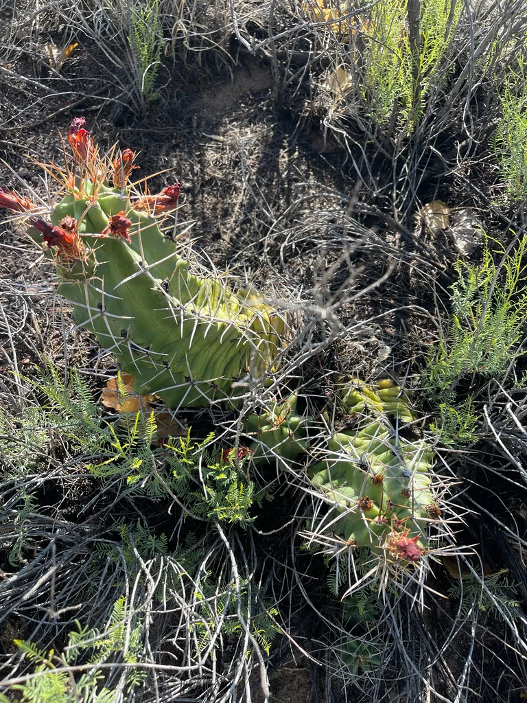 Echinocereus Triglochidiatus