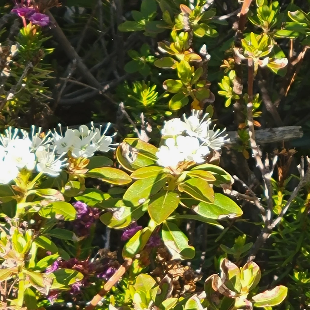 Rhododendron Columbianum