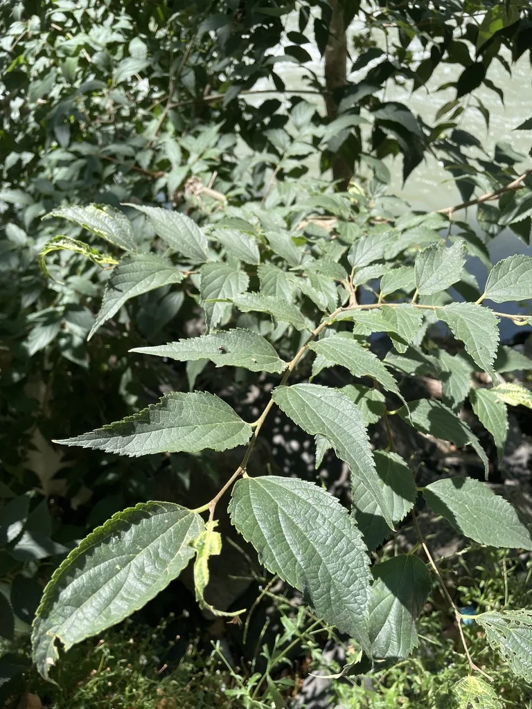 Celtis Australis