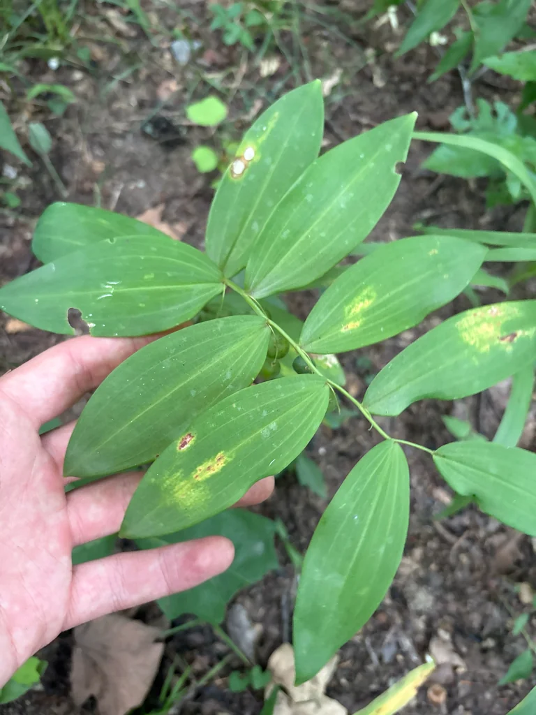 Polygonatum Biflorum