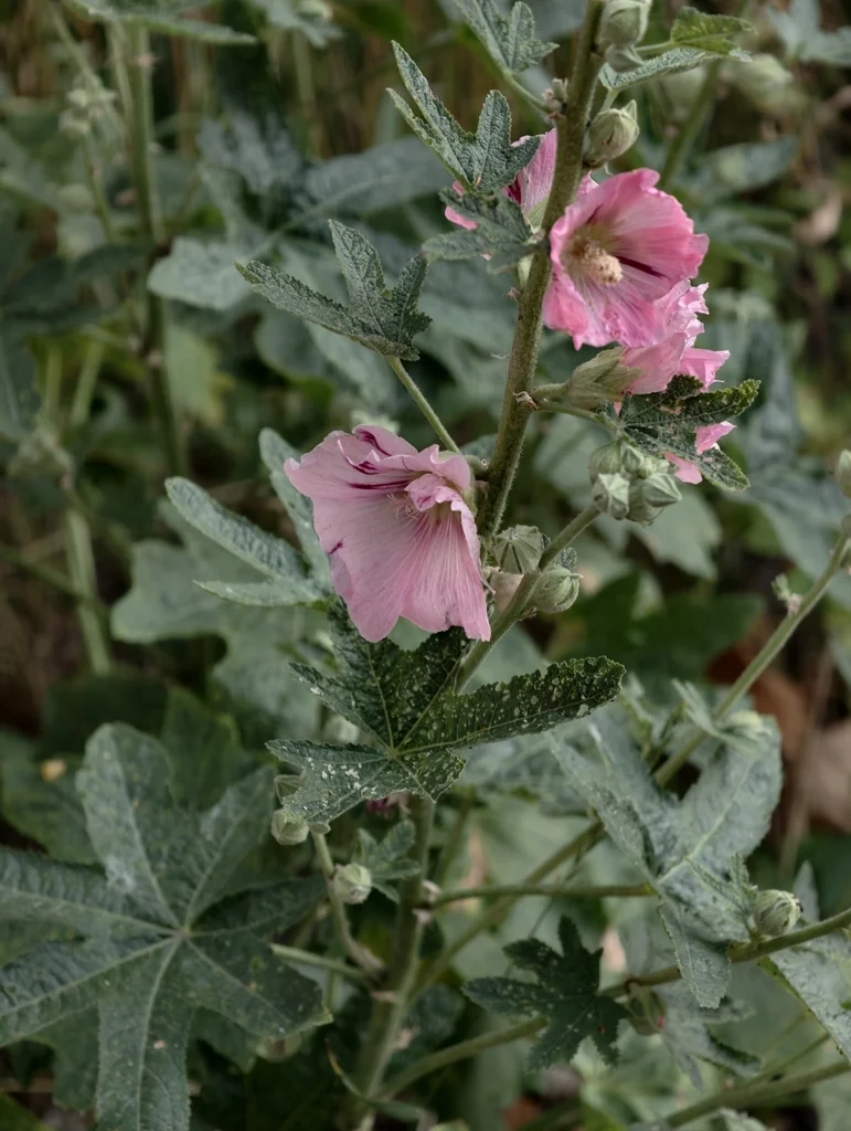 Alcea Rosea