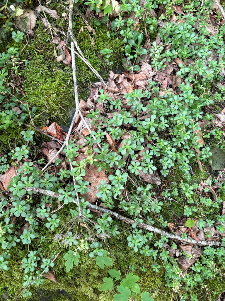 Sedum Ternatum