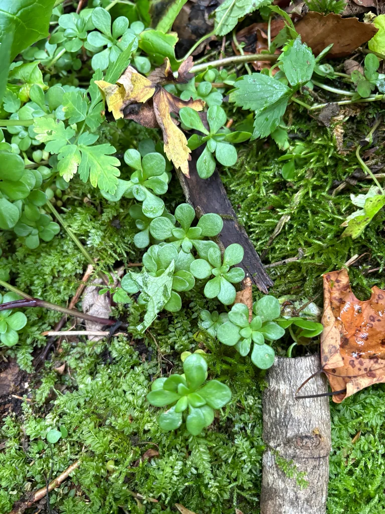 Sedum Ternatum