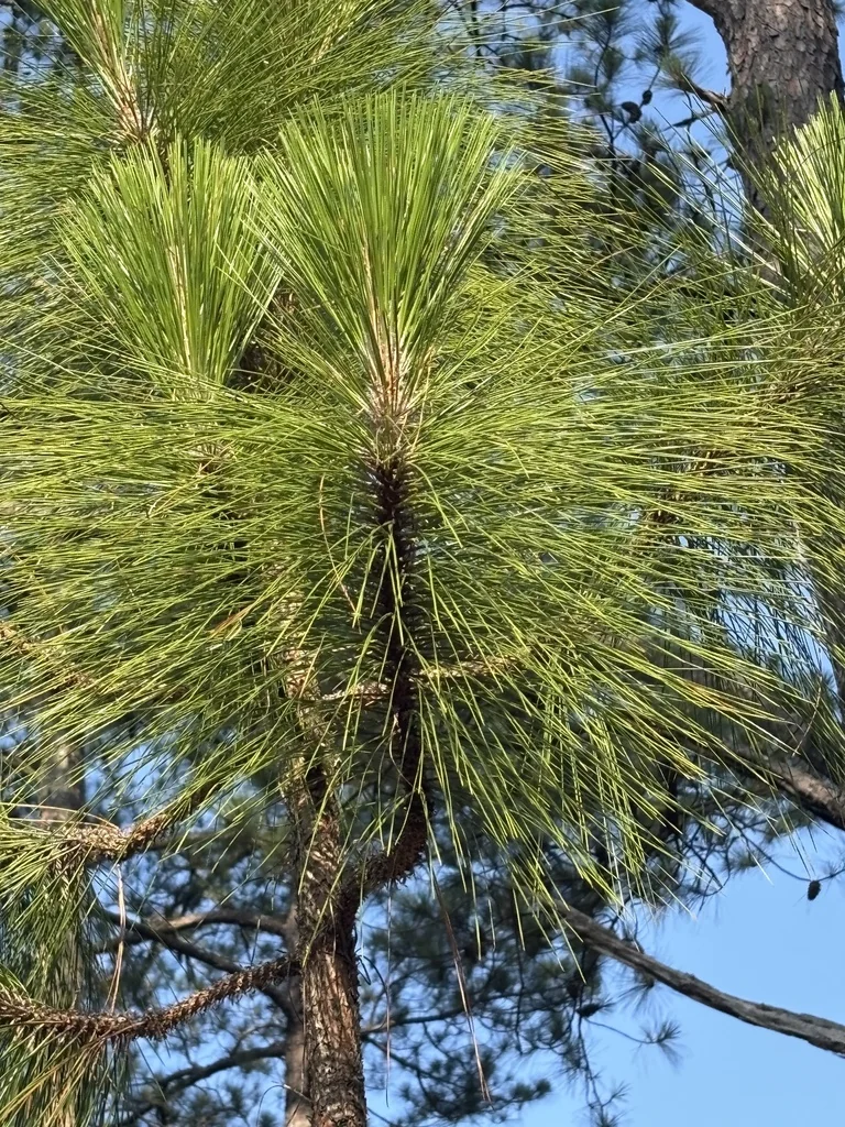Pinus Palustris