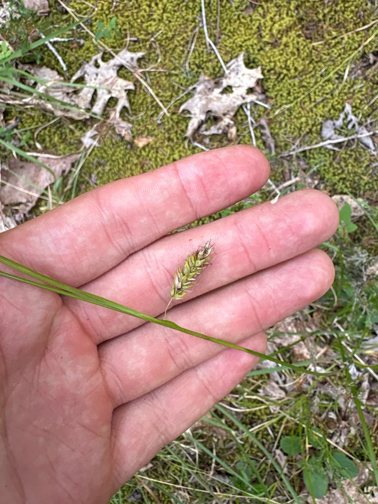 Carex Cherokeensis