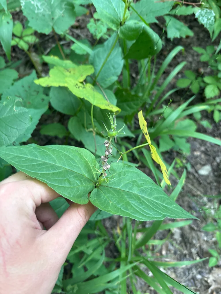 Spigelia marilandica