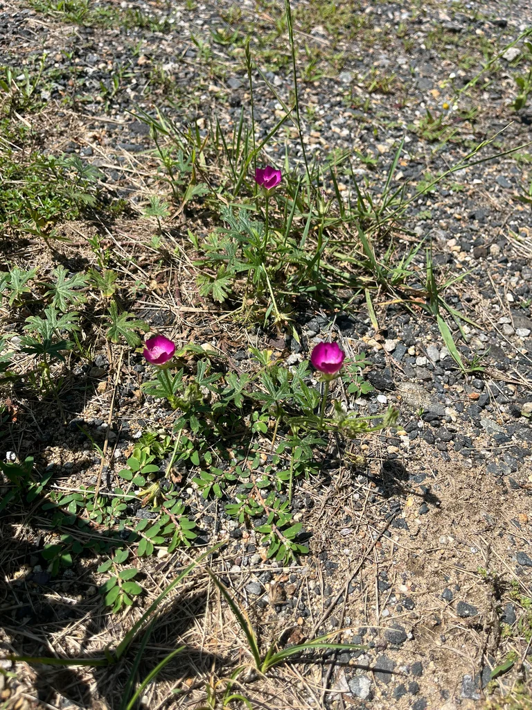 Callirhoe Involucrata
