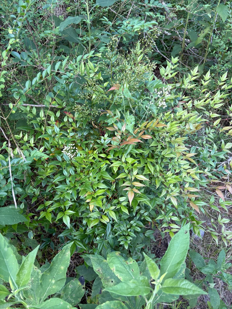 Nandina Domestica