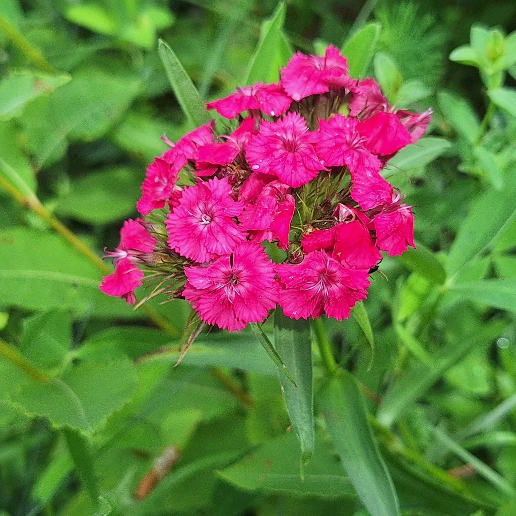 Dianthus Barbatus