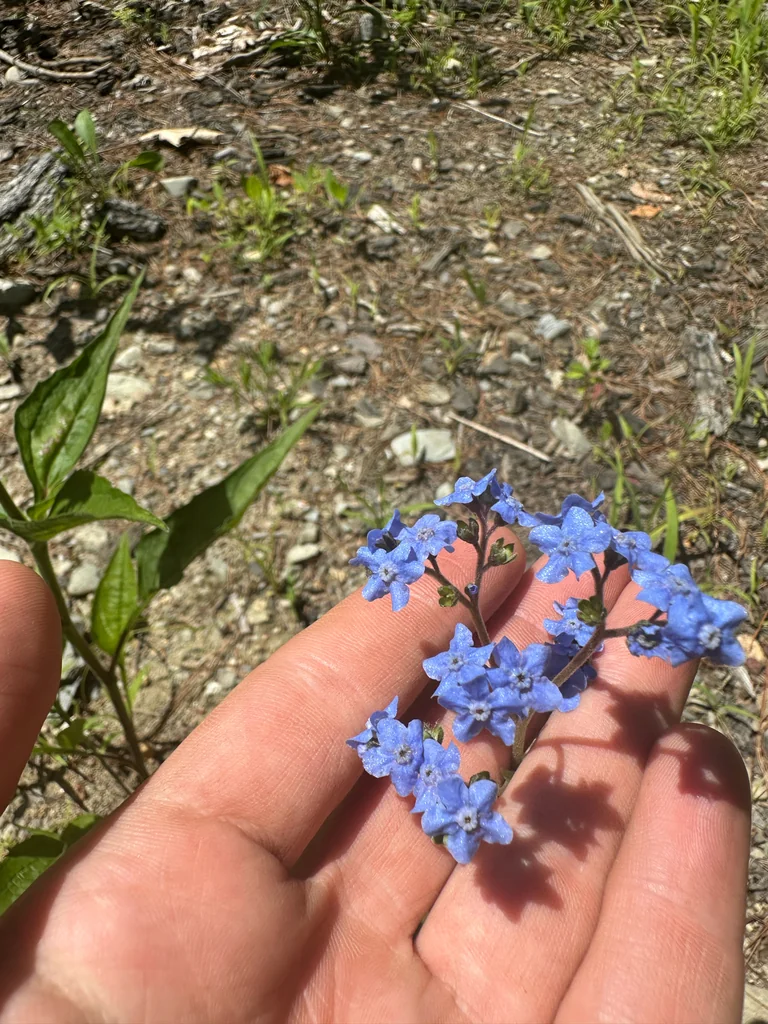 Cynoglossum Amabile