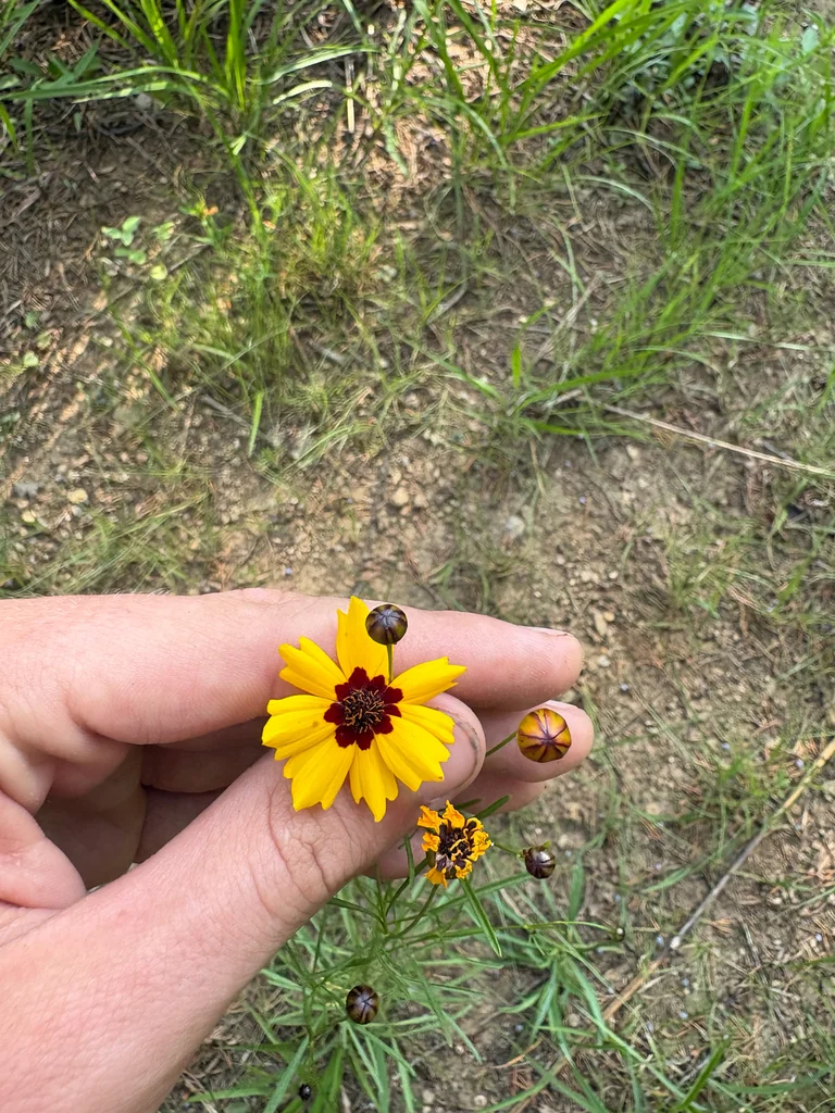 Coreopsis Tinctoria