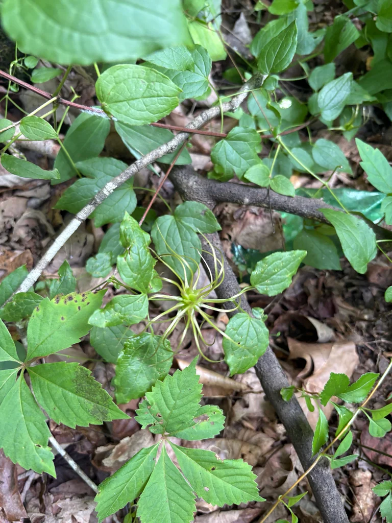 Clematis Viorna