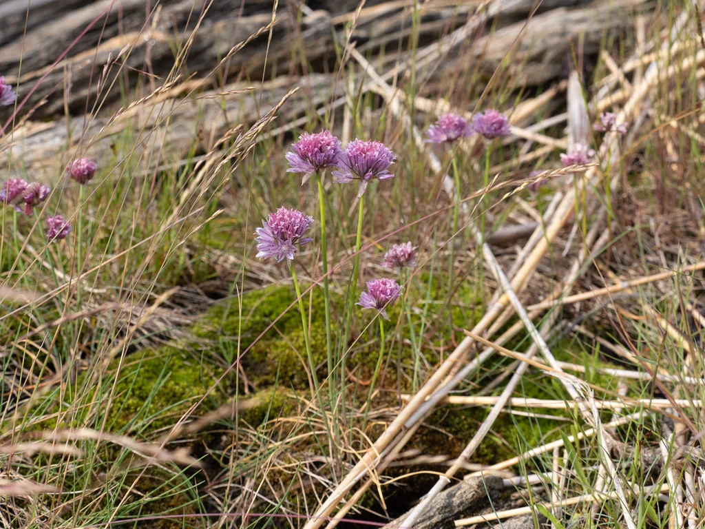 Allium Schoenoprasum