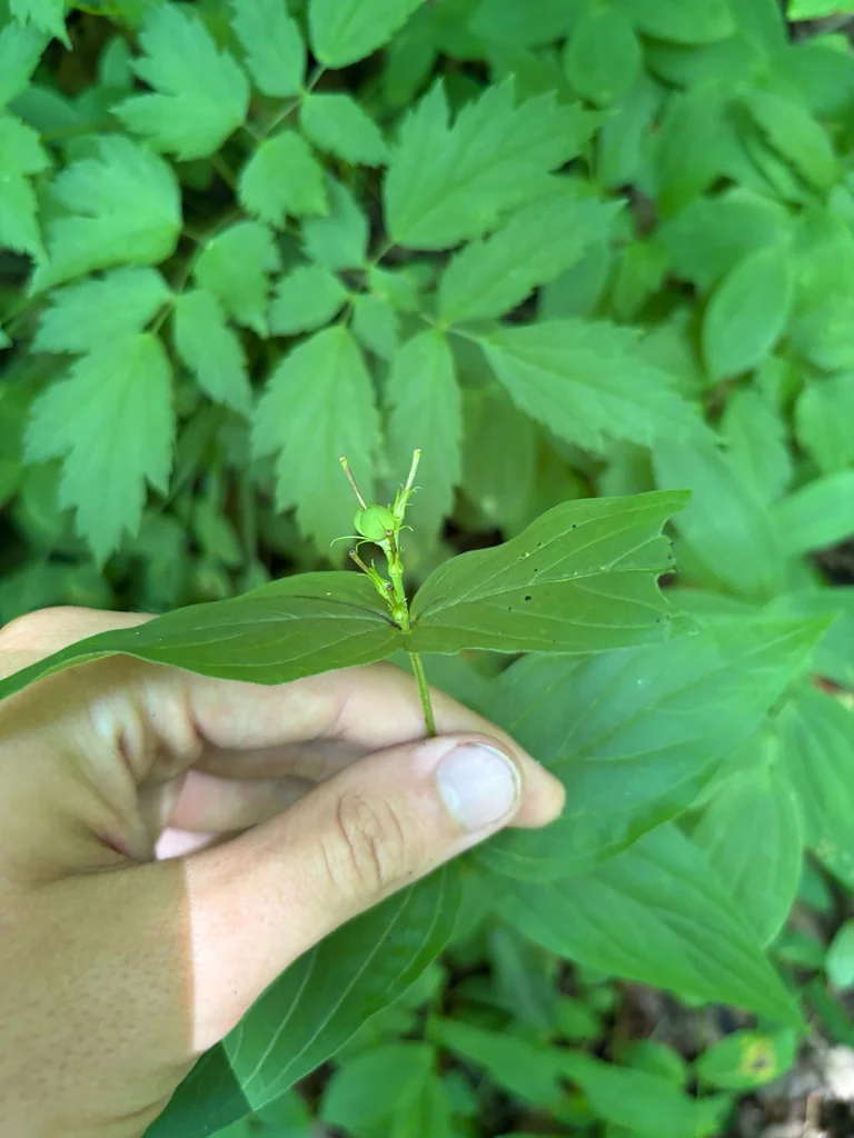 Spigelia marilandica