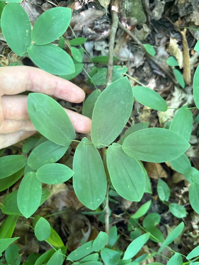 Uvularia Perfoliata