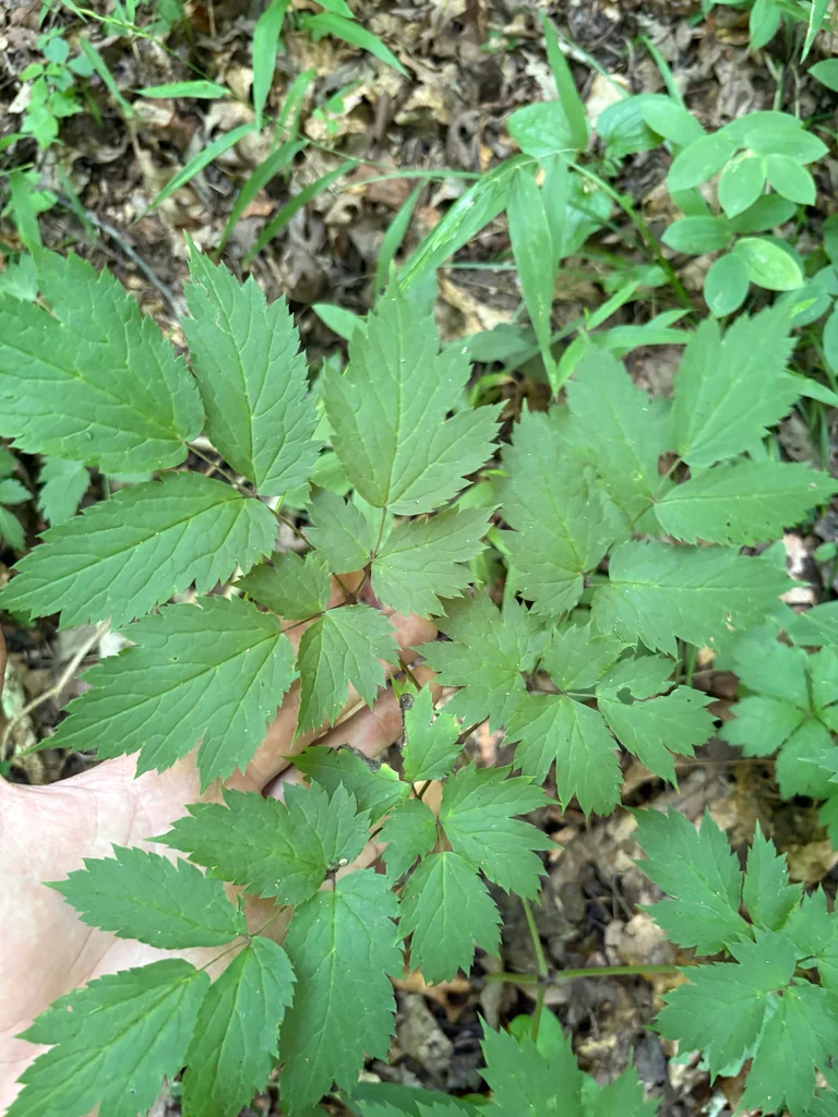 Actaea Racemosa