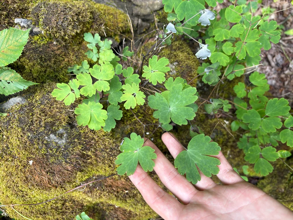 Aquilegia Canadensis