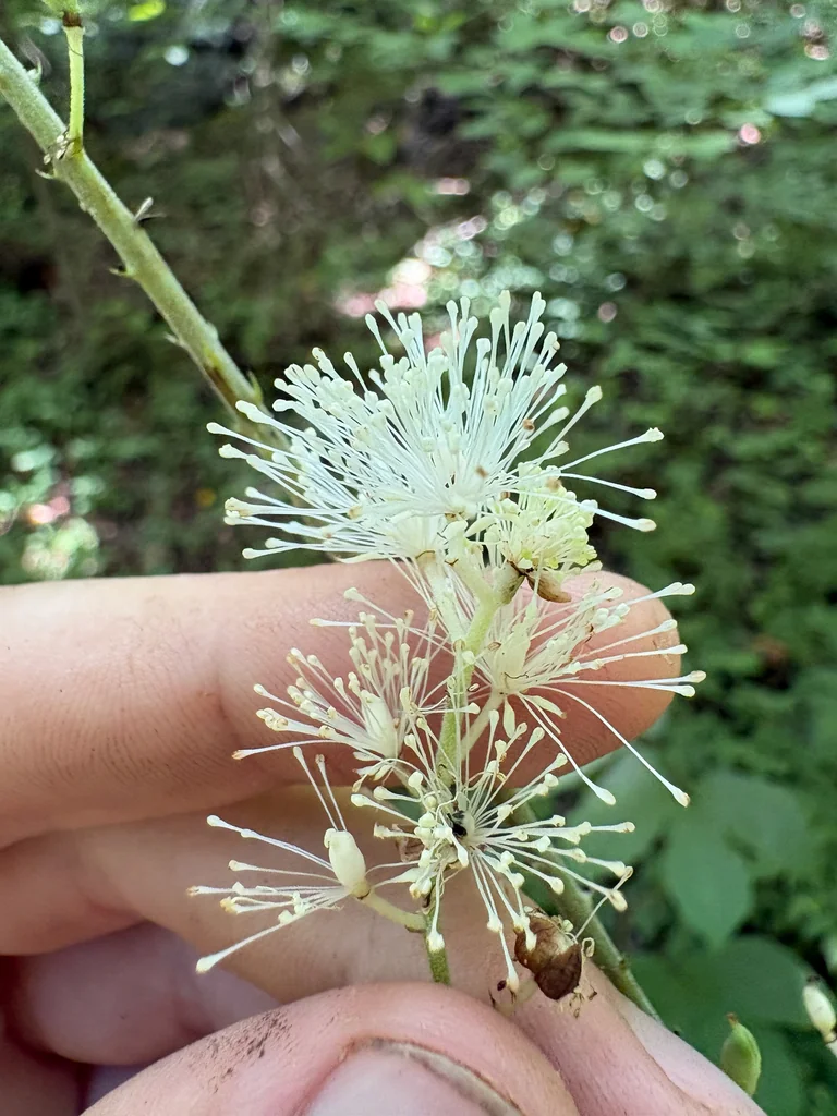 Actaea Racemosa
