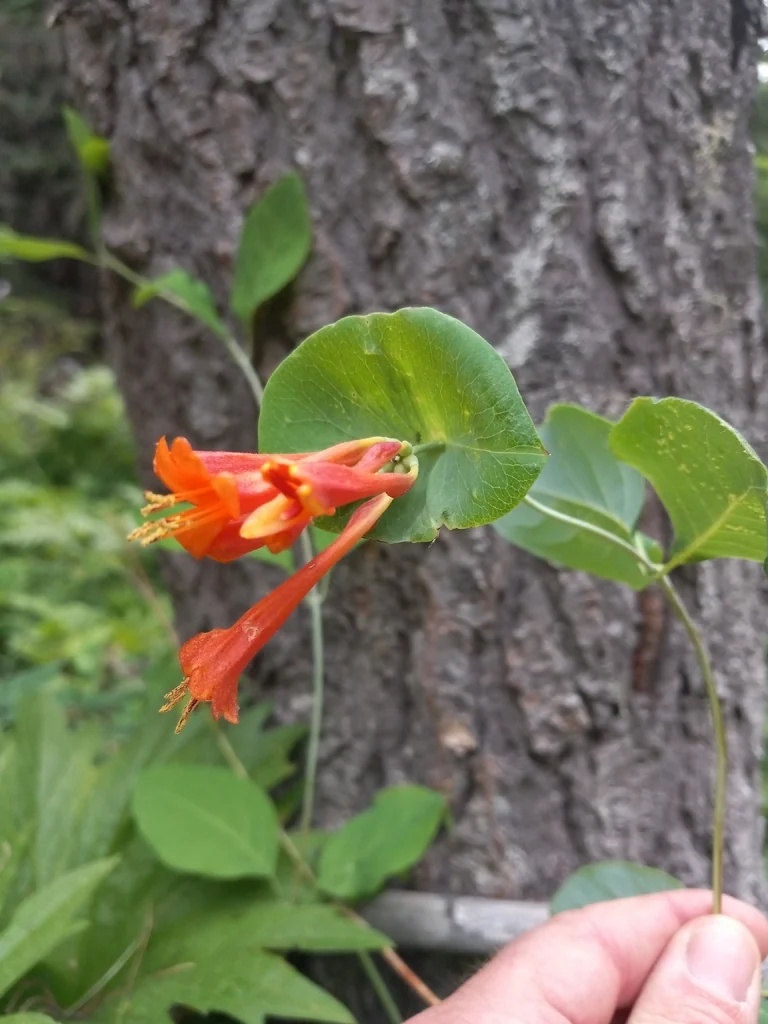 Lonicera Ciliosa