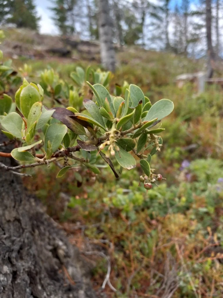 Arctostaphylos Nevadensis