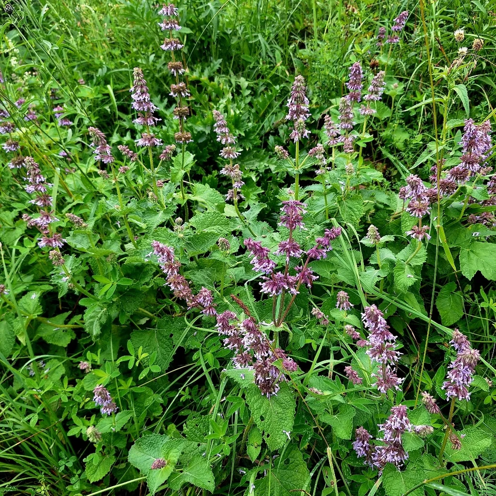 Salvia Verticillata