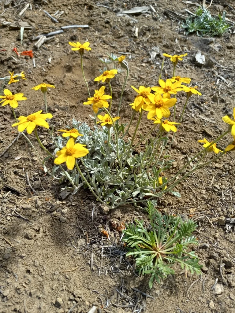 Eriophyllum Lanatum