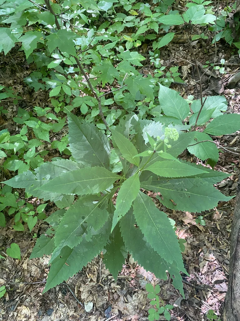 Eupatorium Purpureum