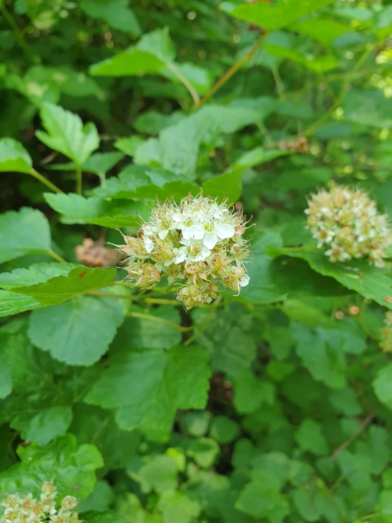 Physocarpus opulifolius