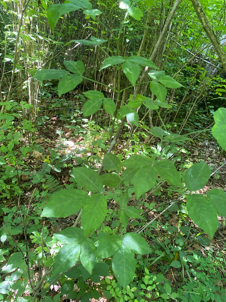 Staphylea Trifolia