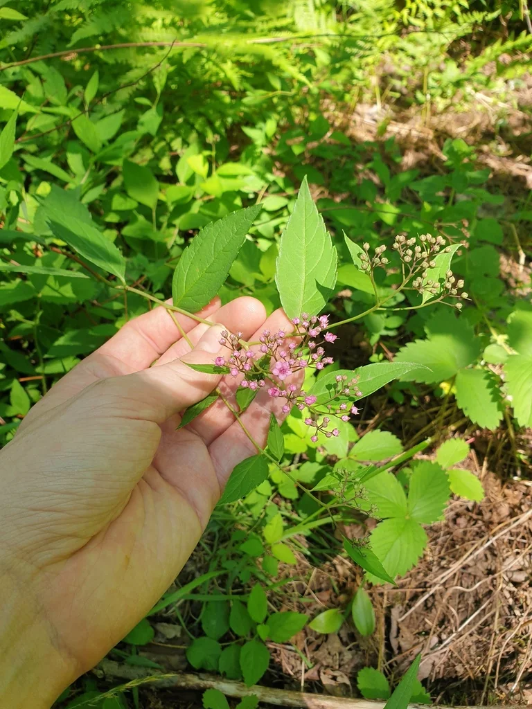 Spiraea japonica