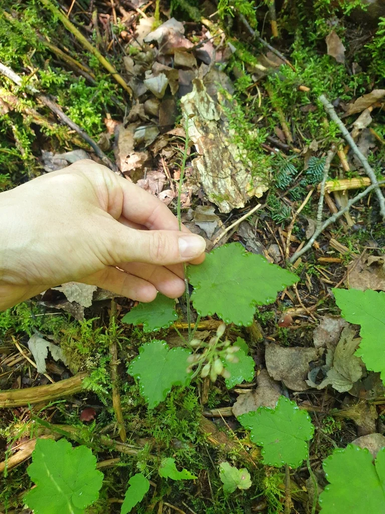 Tiarella Cordifolia