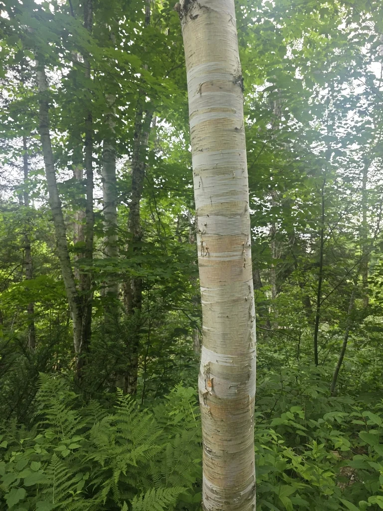 Betula Papyrifera