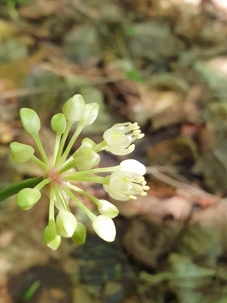 Allium Tricoccum