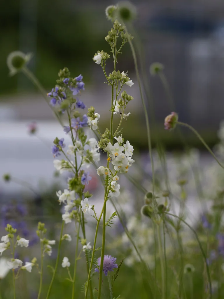 Polemonium Caeruleum