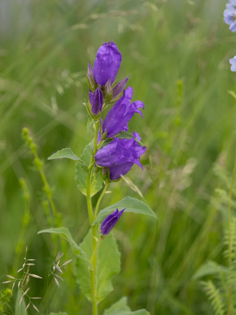 Campanula Latifolia