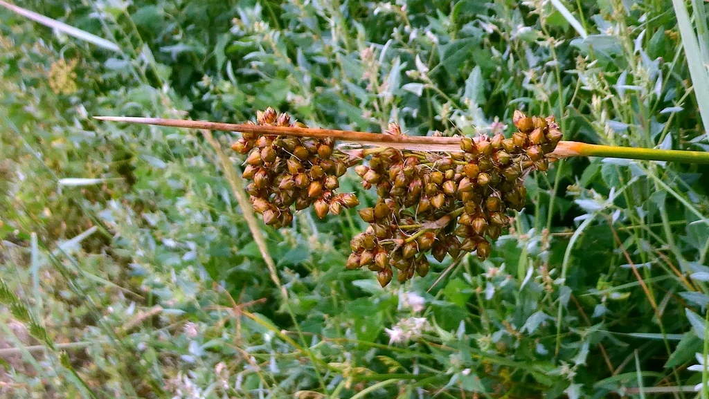 Juncus Acutus