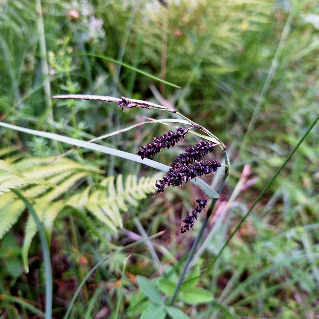 Carex Flacca