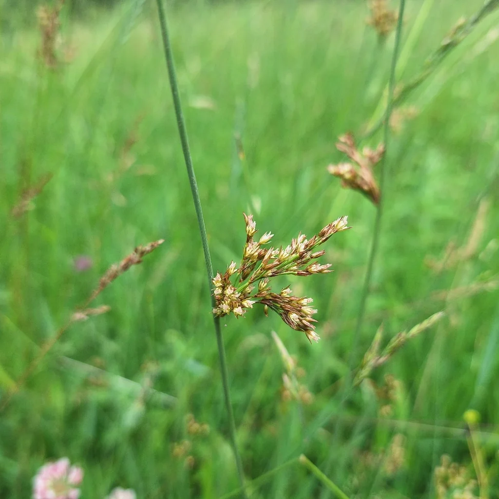 Juncus inflexus