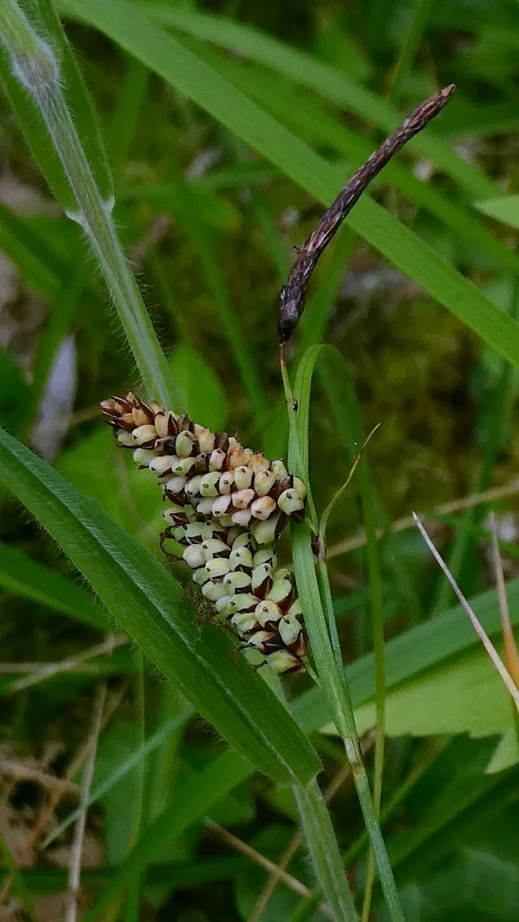 Carex Flacca