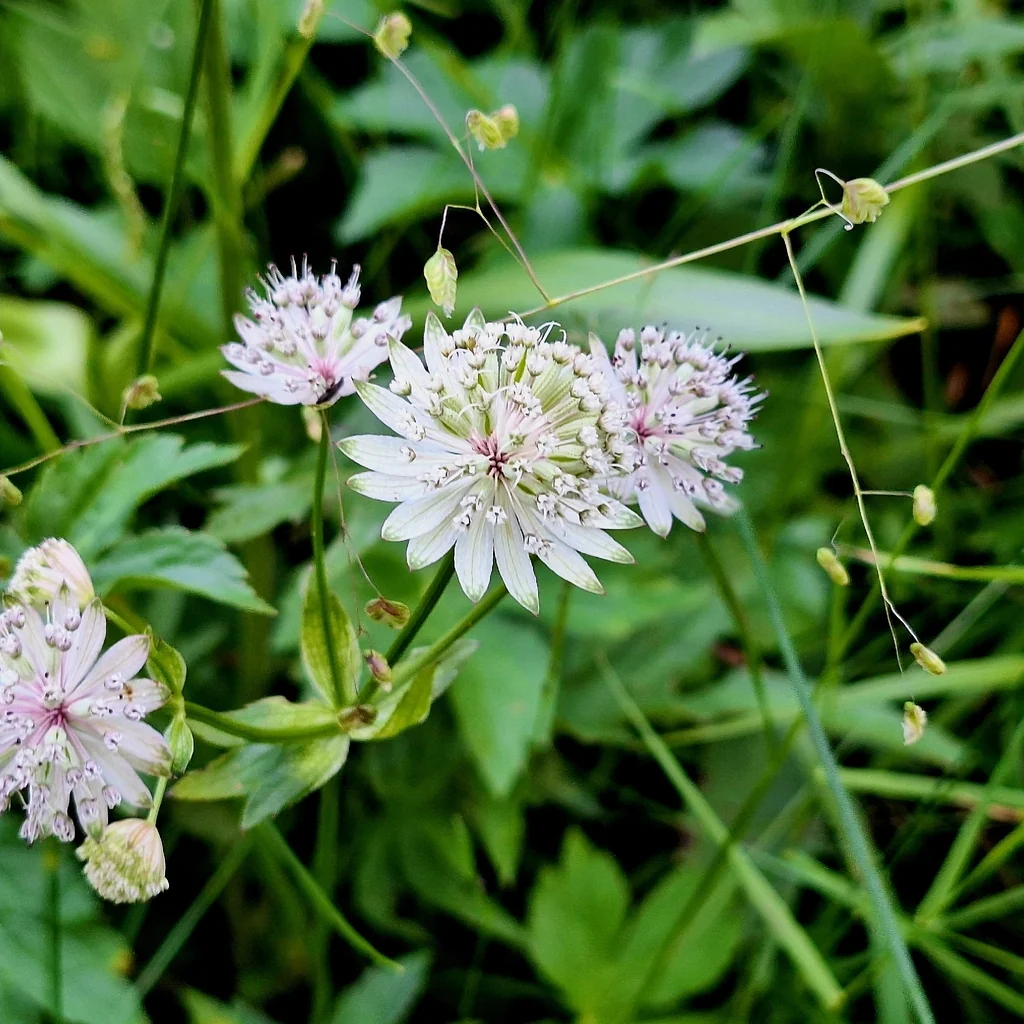 Astrantia Major