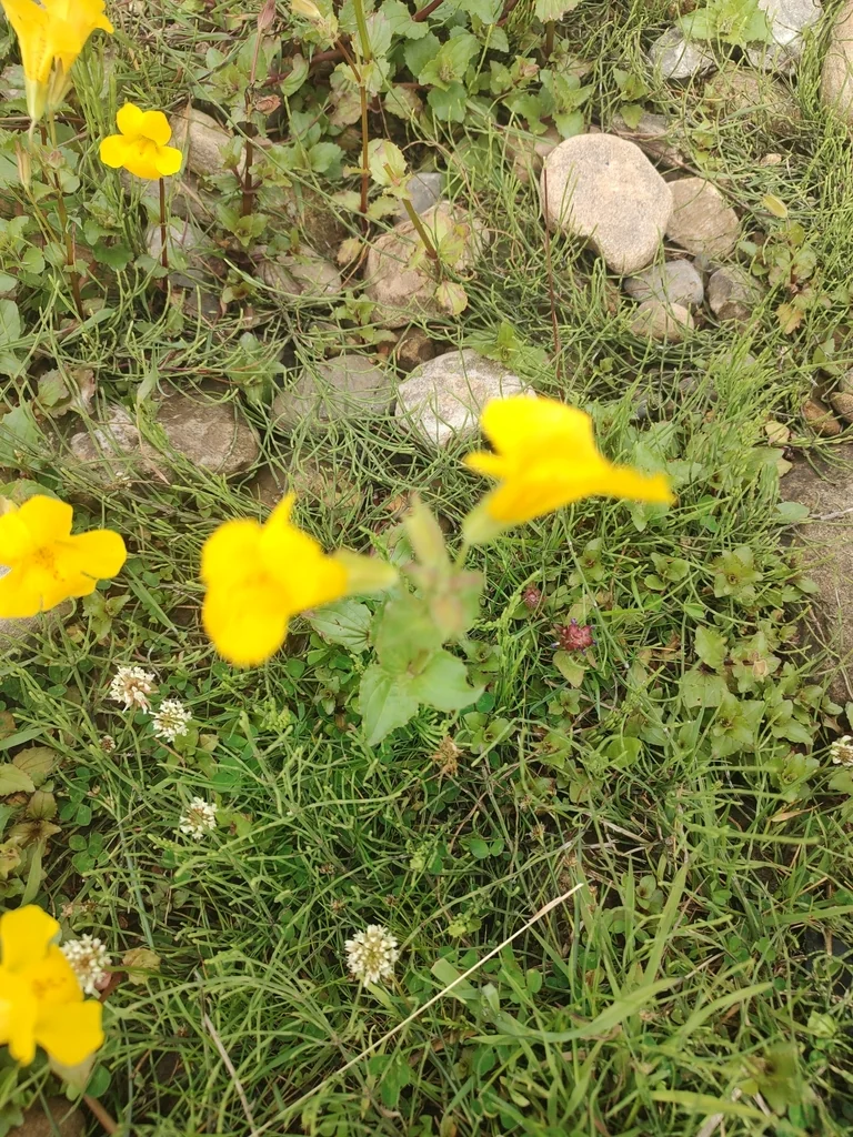 Mimulus Guttatus