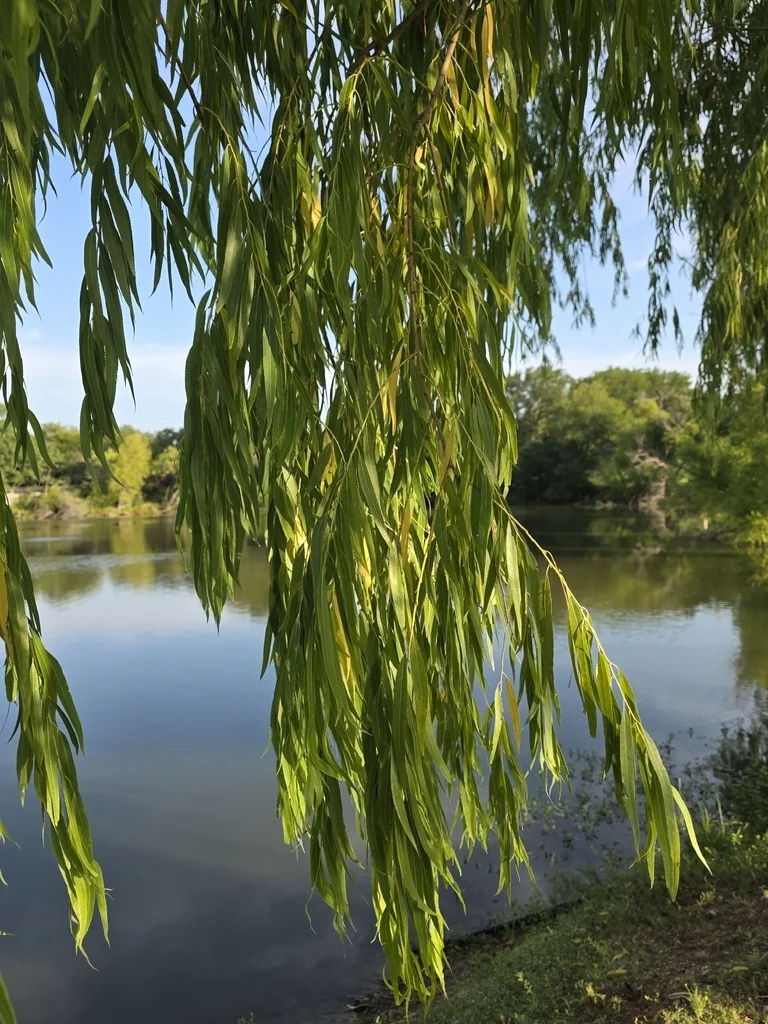 Salix Babylonica