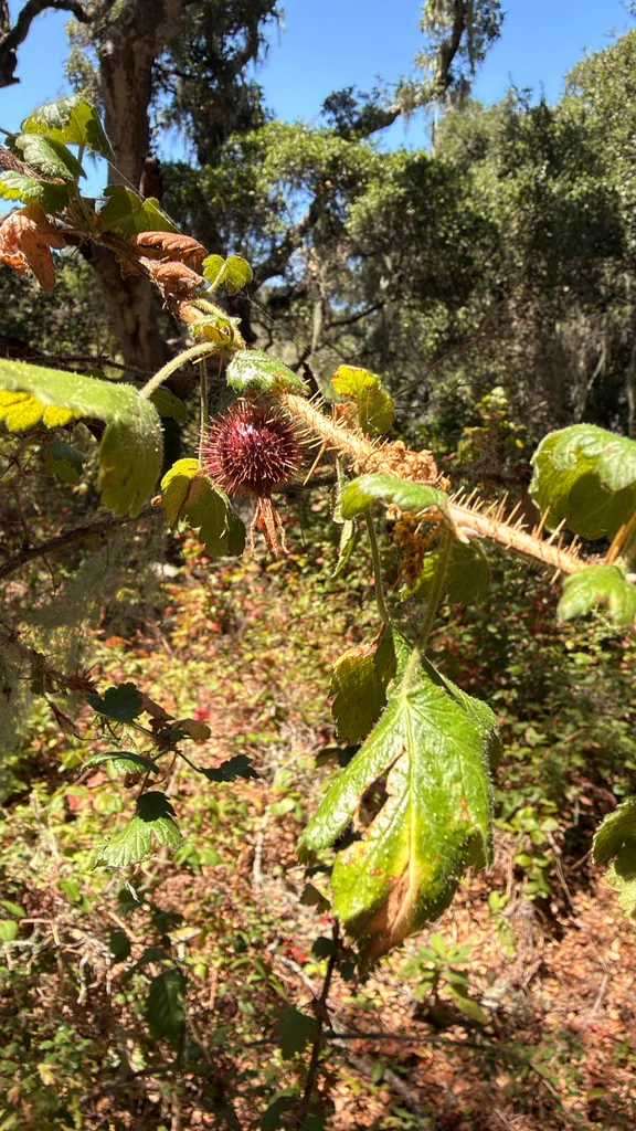 Ribes Menziesii