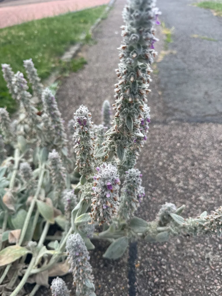 Stachys Byzantina