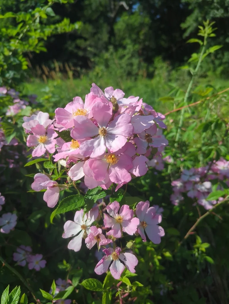 Rosa Setigera