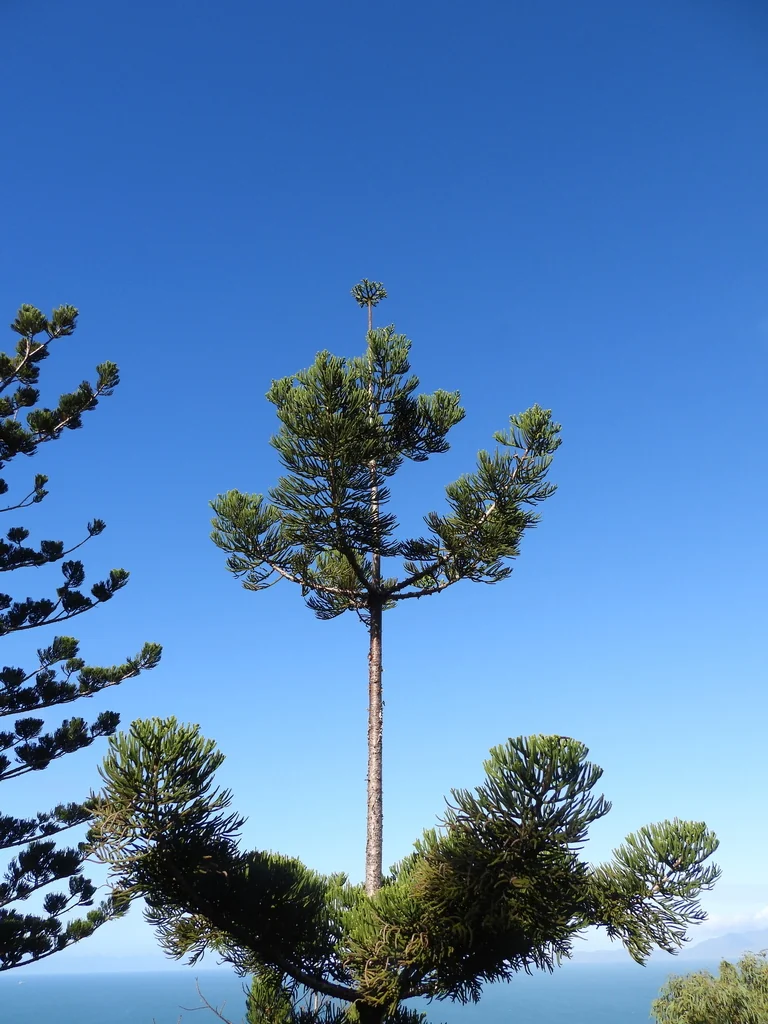 Araucaria Cunninghamii
